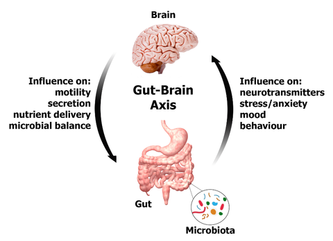 gut brain